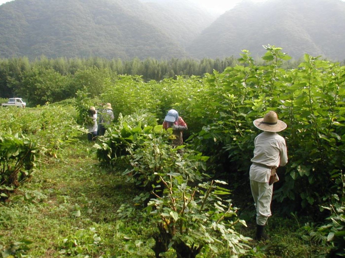 Harvesting mulberry leaves in a green mountain valley