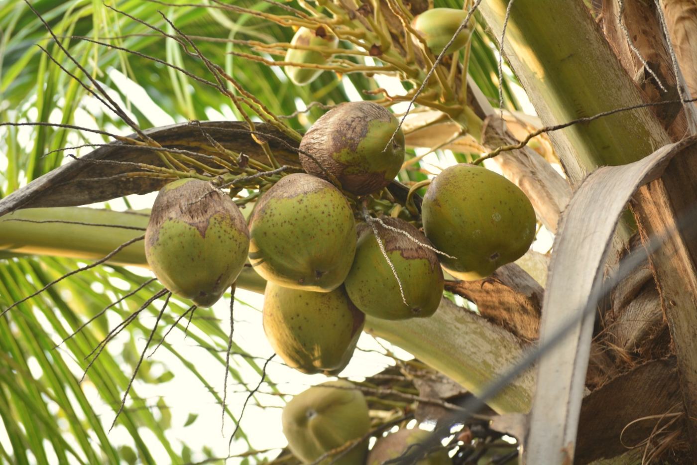 Green coconuts hanging on the palm