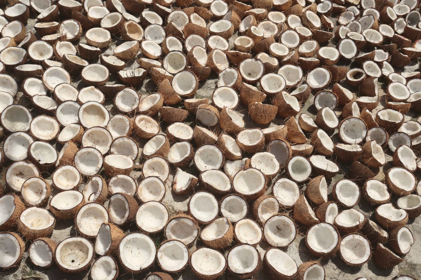 Split coconut halves drying in the sun