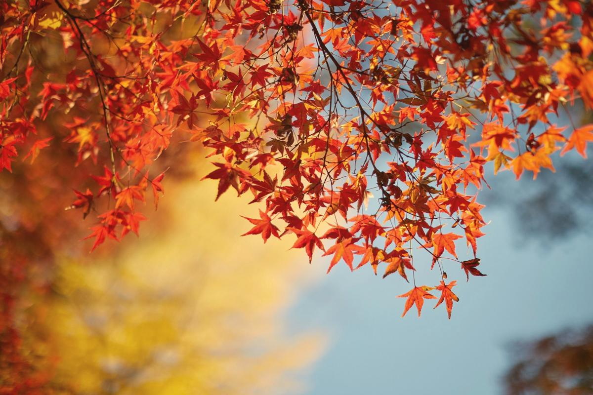 Autumn