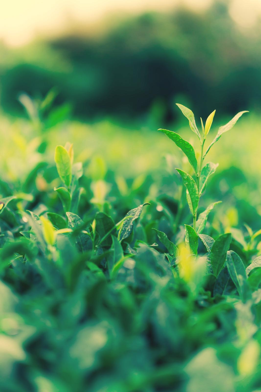 A young tea shoot in a Japanese tea field