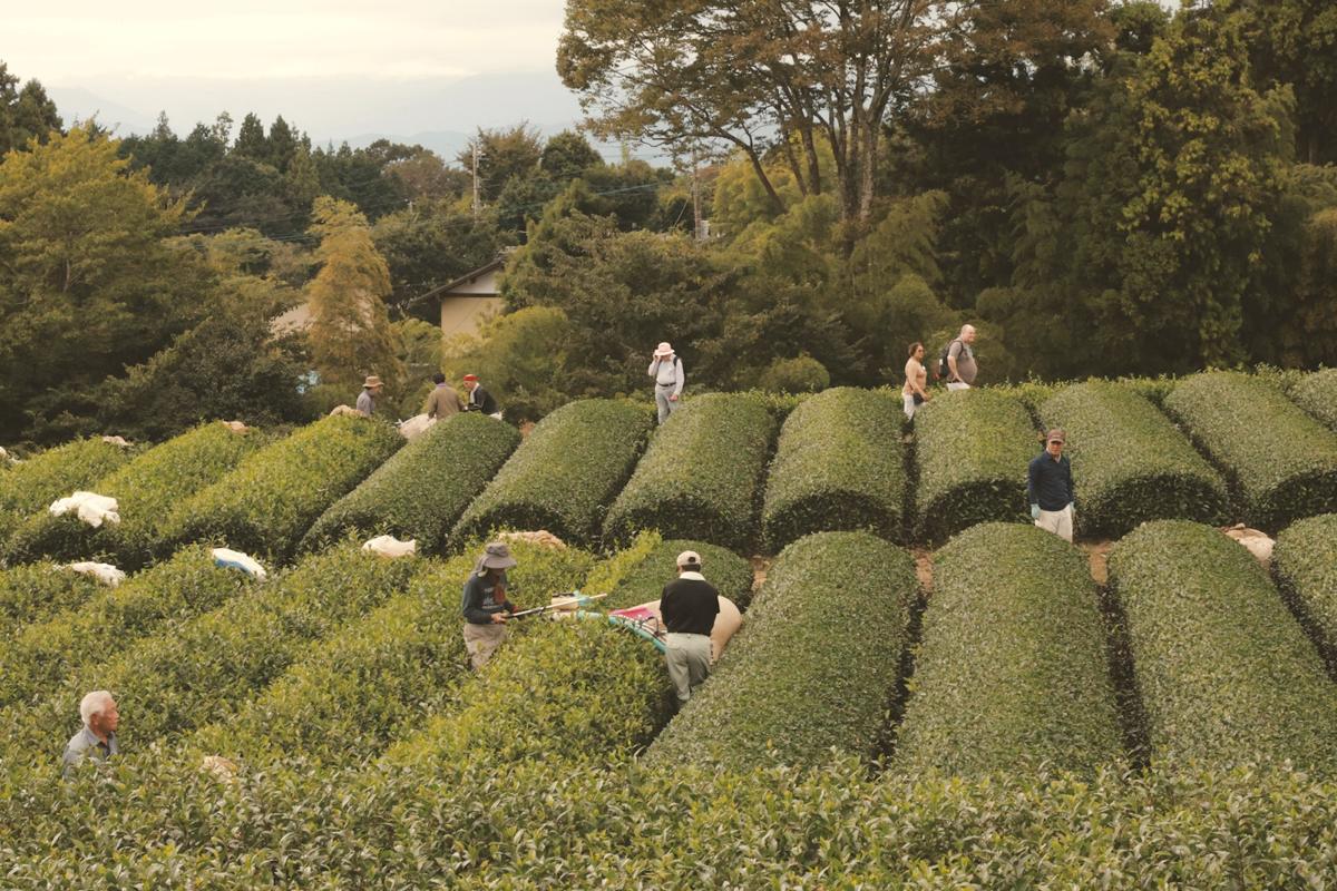 Tea — Hillside gardens