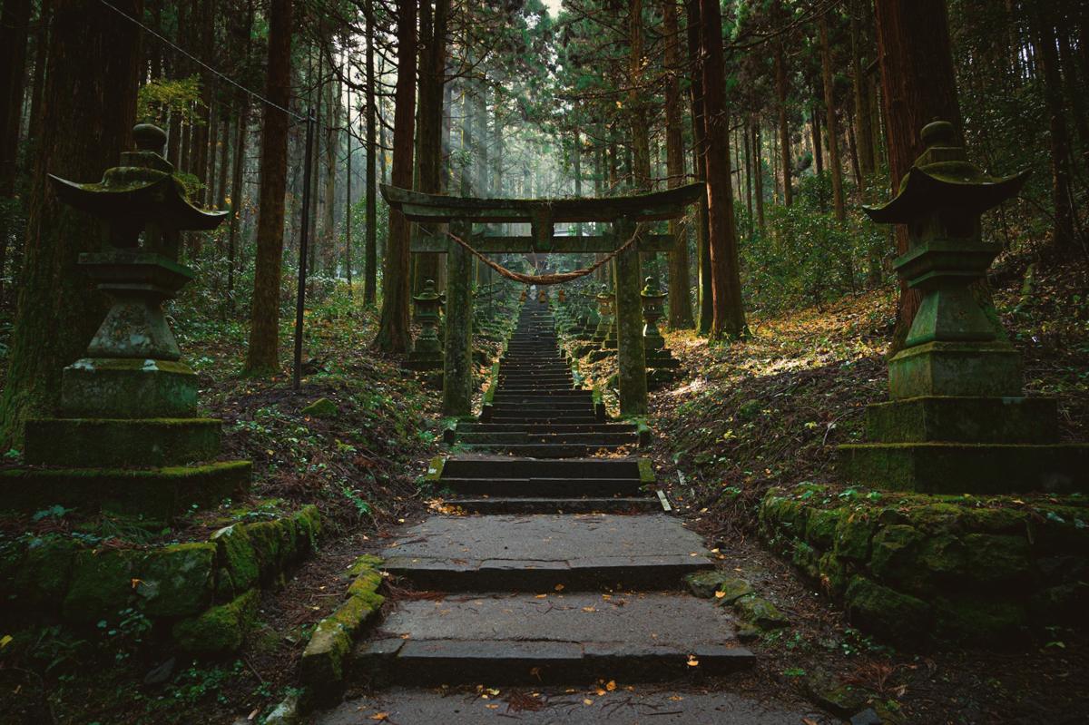 Stone steps to a torii gate in a mossy cedar forest