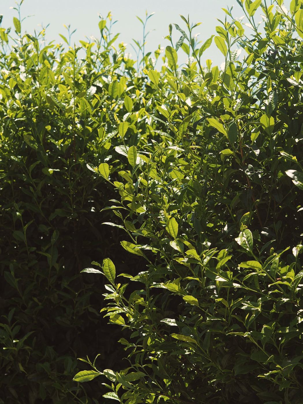 Young spring tea leaves in Uji