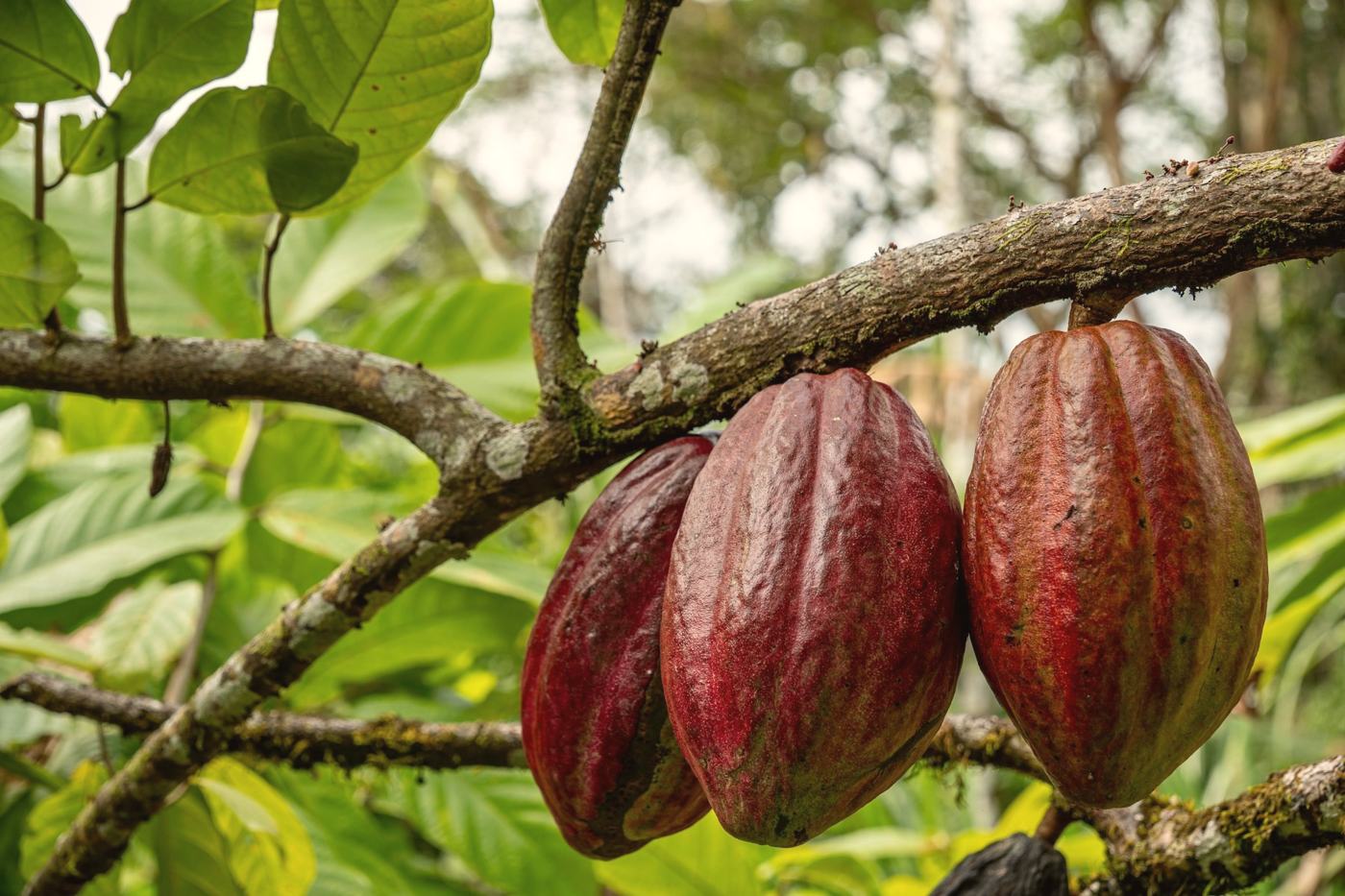 Ripe red cacao pods hanging from a branch