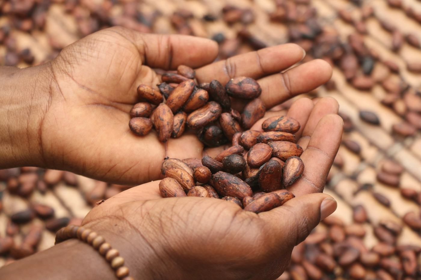 Cupped hands holding dried cacao beans